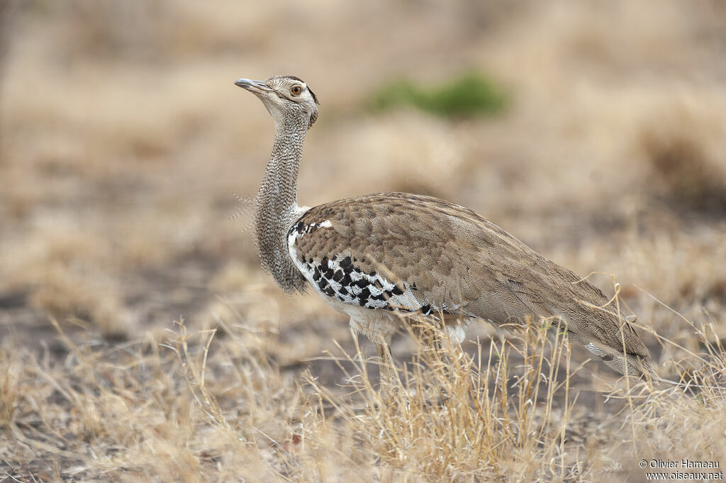 Outarde koriadulte, identification