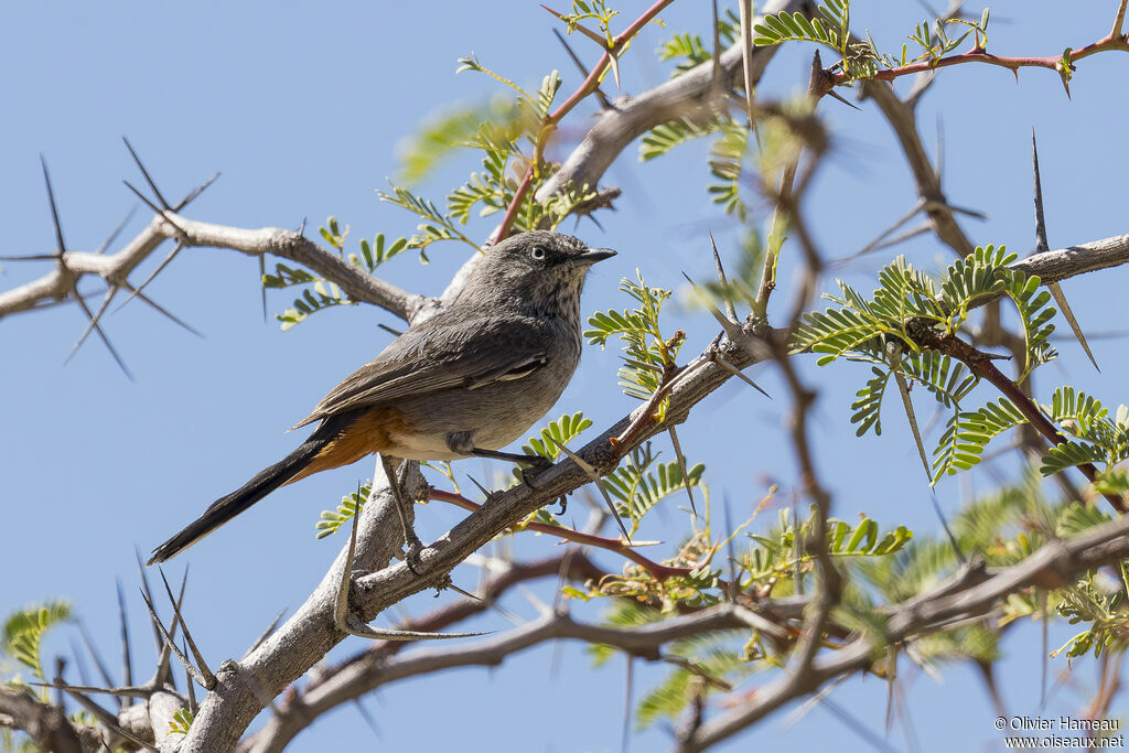 Parisome grignetteadulte, identification