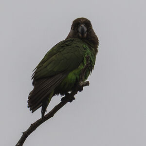 Perroquet à tête brune