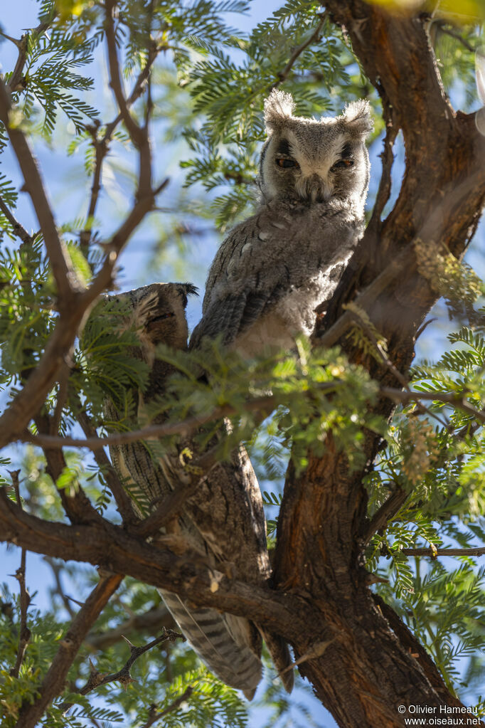 Petit-duc à face blancheadulte, habitat