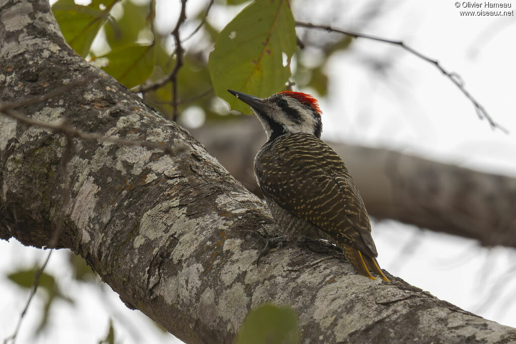 Bearded Woodpecker, identification
