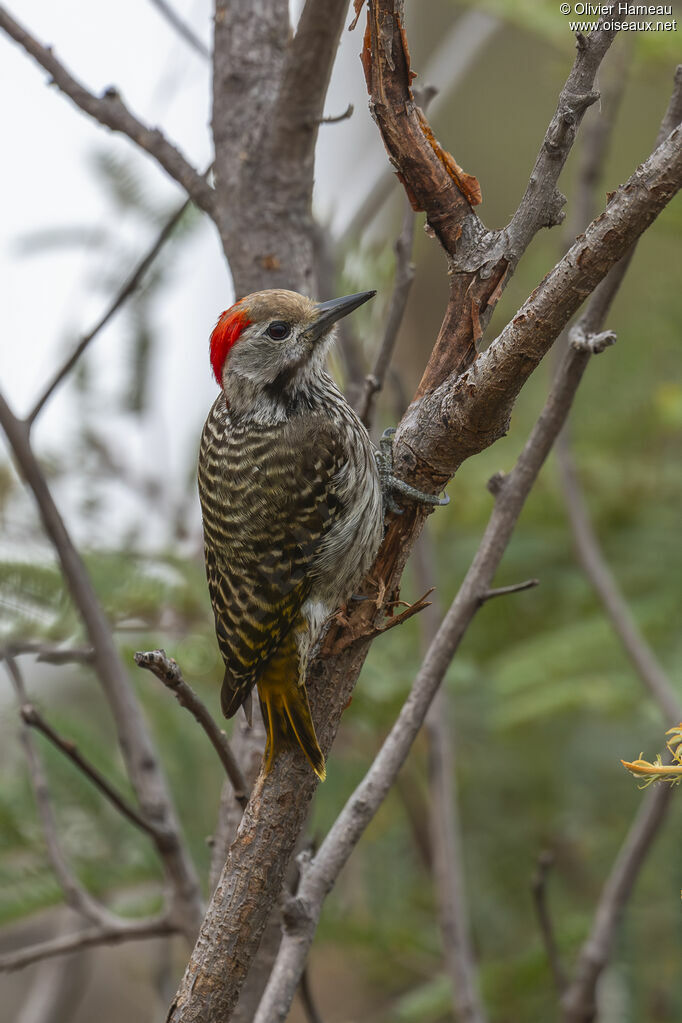 Cardinal Woodpecker male, identification