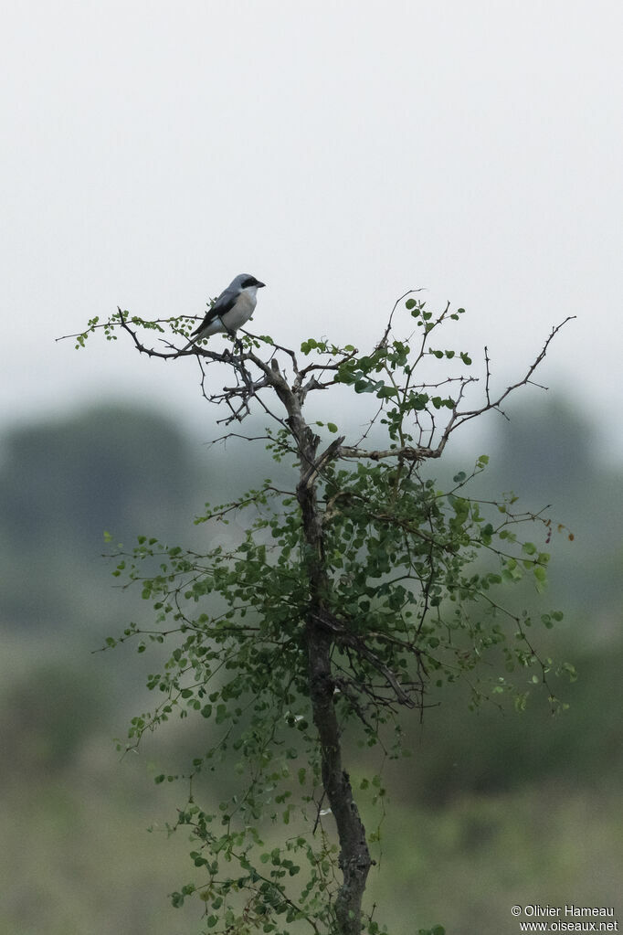 Pie-grièche à poitrine roseadulte, habitat