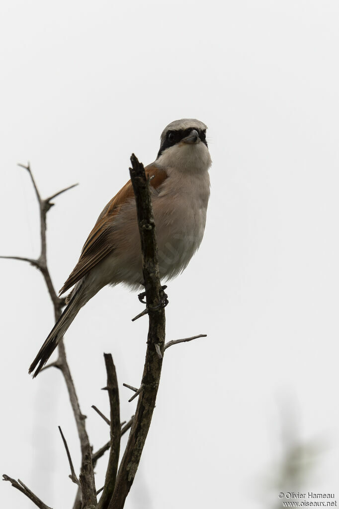Pie-grièche écorcheur mâle adulte, identification