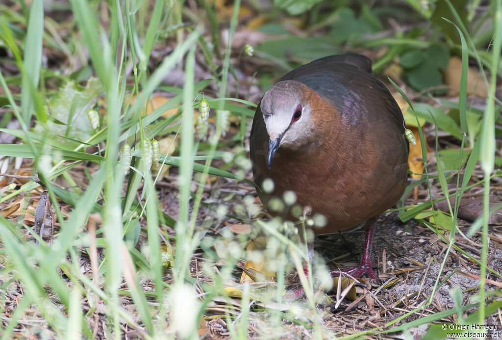 Pigeon à masque blanc mâle adulte, habitat