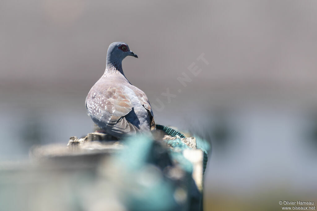 Pigeon roussardadulte, identification