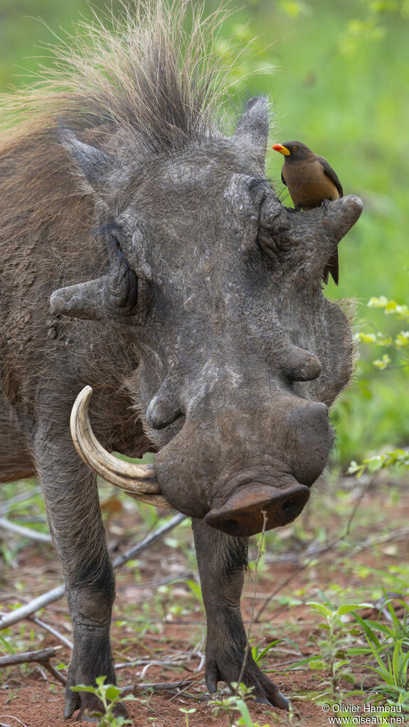 Piqueboeuf à bec jauneadulte, habitat, mange