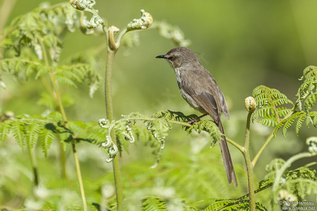 Prinia du Drakensbergadulte, habitat