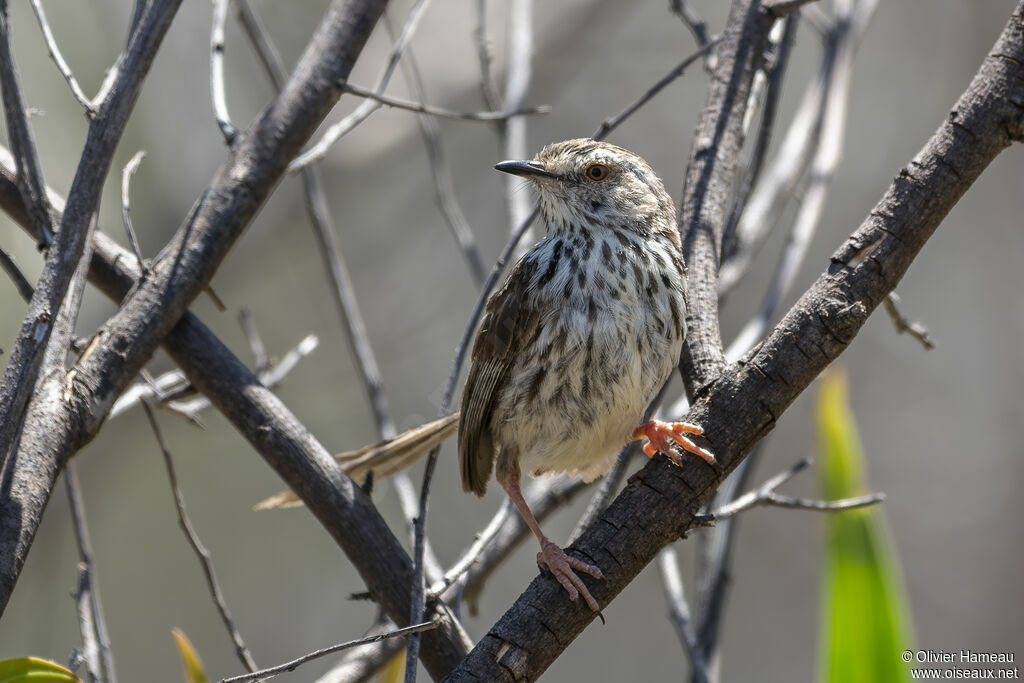 Prinia du Drakensbergadulte, identification