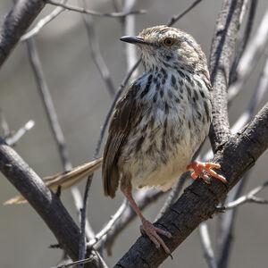 Prinia du Drakensberg