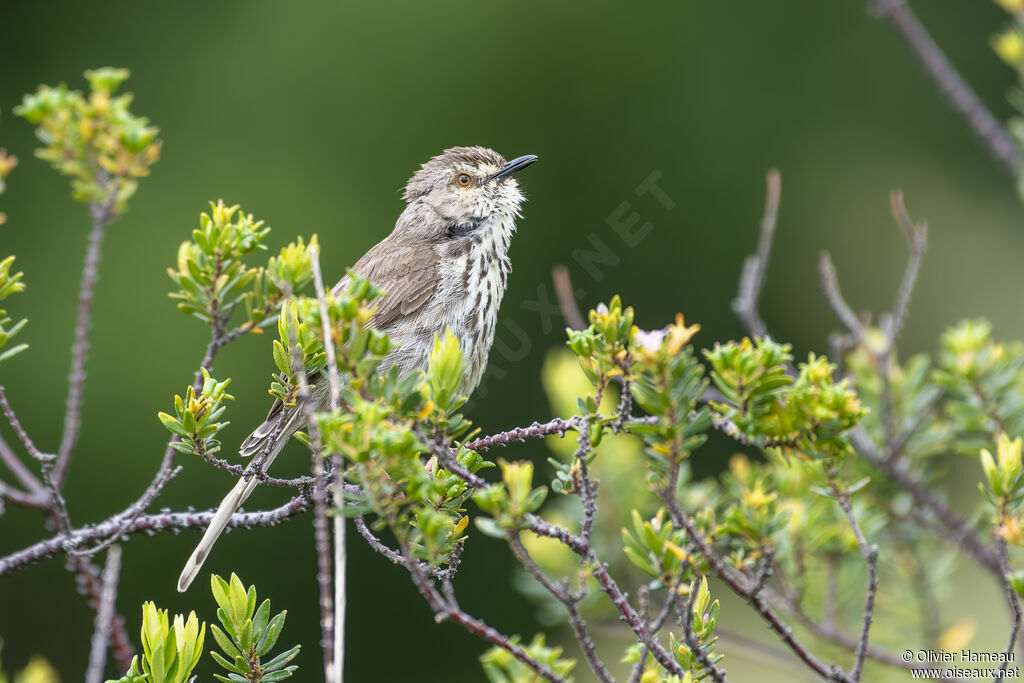 Prinia du Drakensbergadulte, habitat