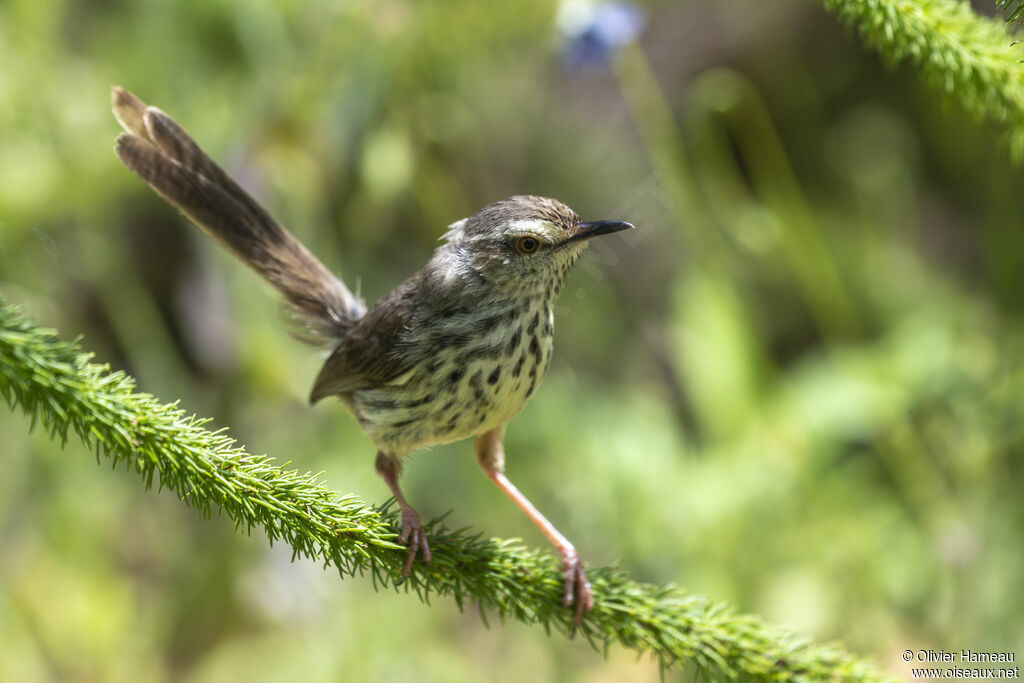 Prinia du Drakensbergadulte, identification