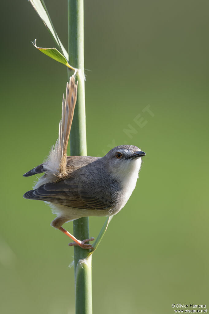 Prinia modesteadulte, identification