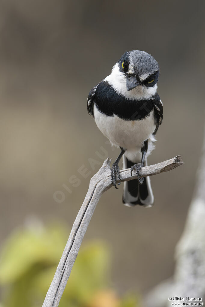 Pririt molitor mâle adulte, identification