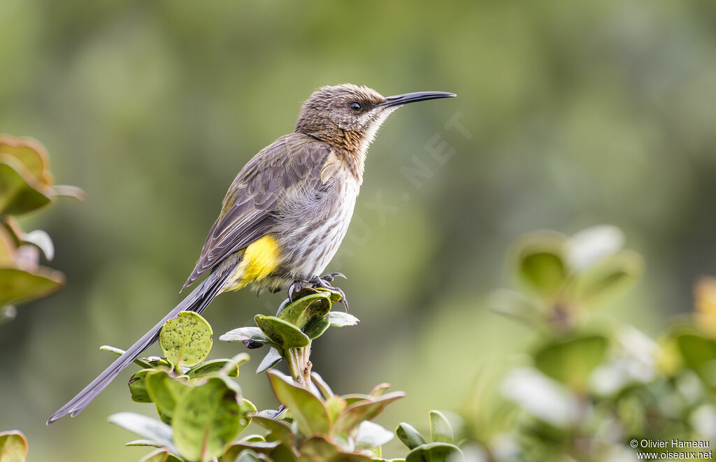 Promérops du Cap femelle adulte, identification