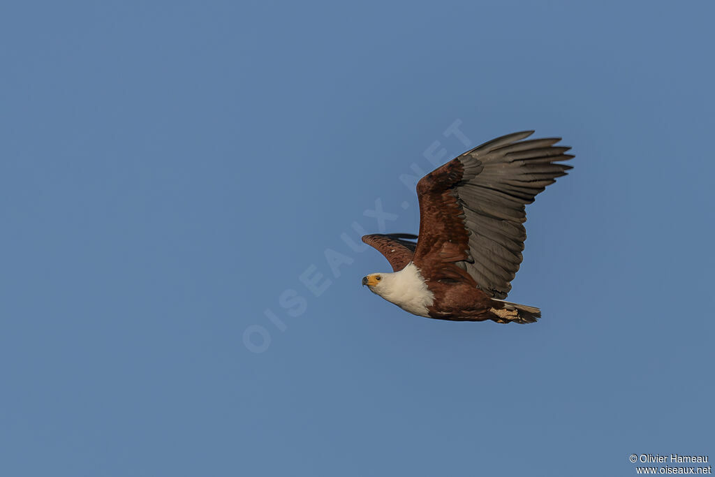 African Fish Eagleadult, Flight