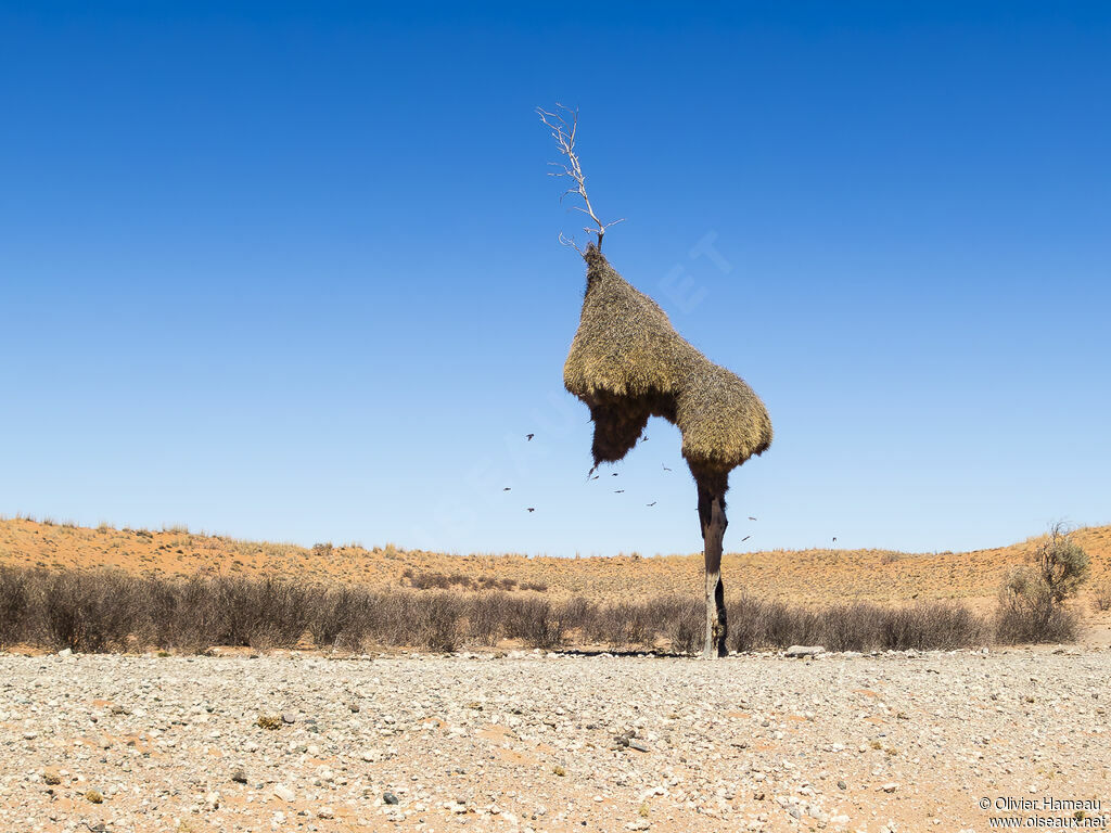 Sociable Weaver, habitat