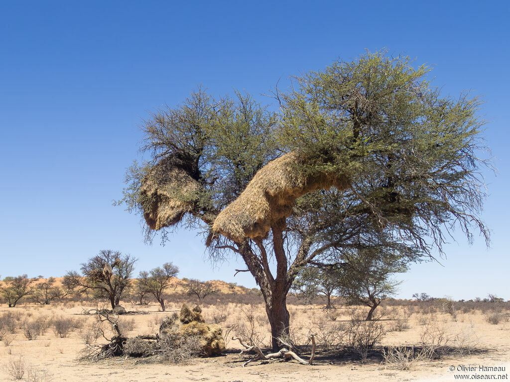 Républicain social, habitat