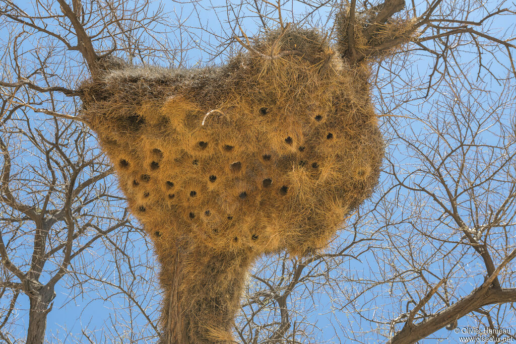 Républicain social, habitat