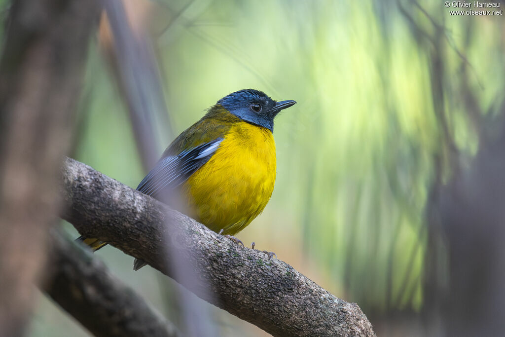 Rougegorge étoilé, identification