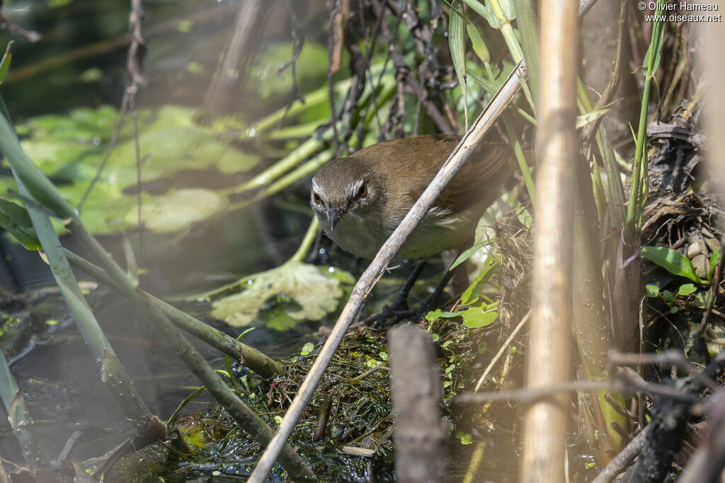 Rousserolle à bec finadulte, identification