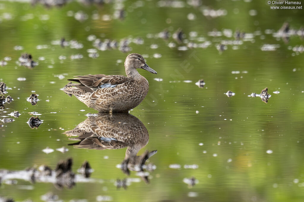 Sarcelle à ailes bleues