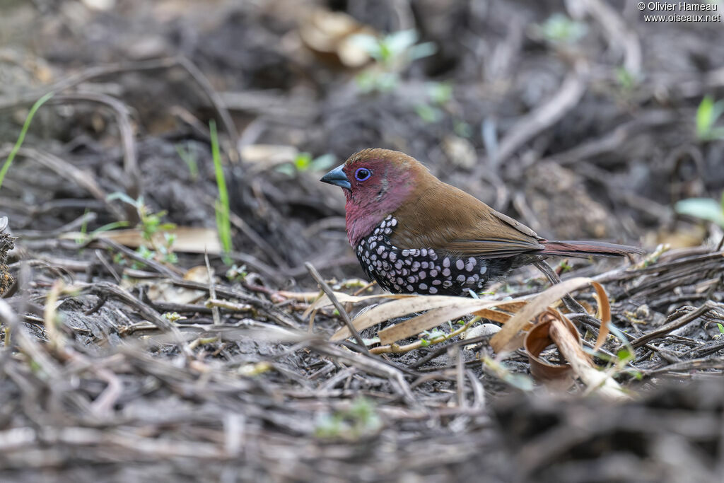 Sénégali de Verreaux mâle adulte, identification