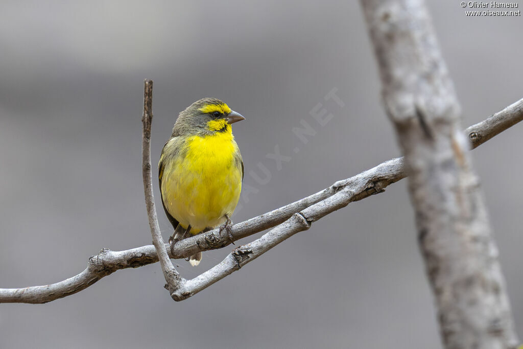 Serin du Mozambique, identification