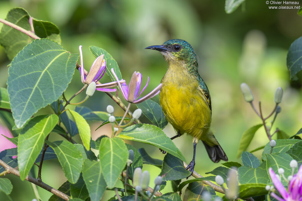 Souimanga à collier femelle adulte, identification