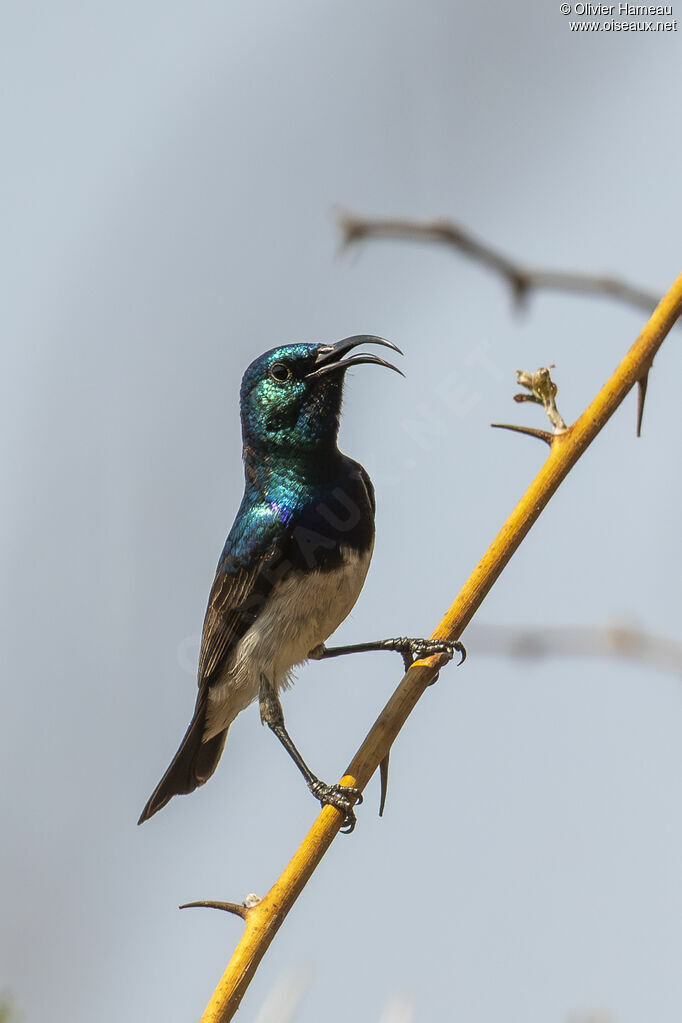 Souimanga à ventre blanc mâle