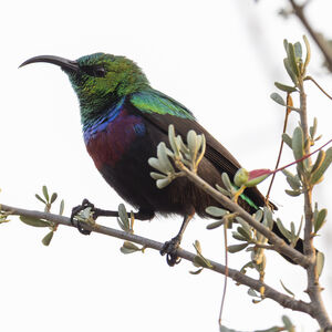 Souimanga de Mariqua