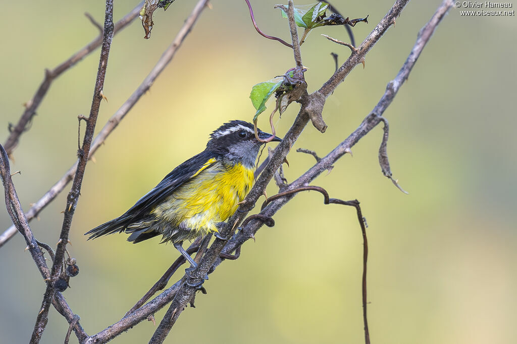 Sucrier à ventre jaune