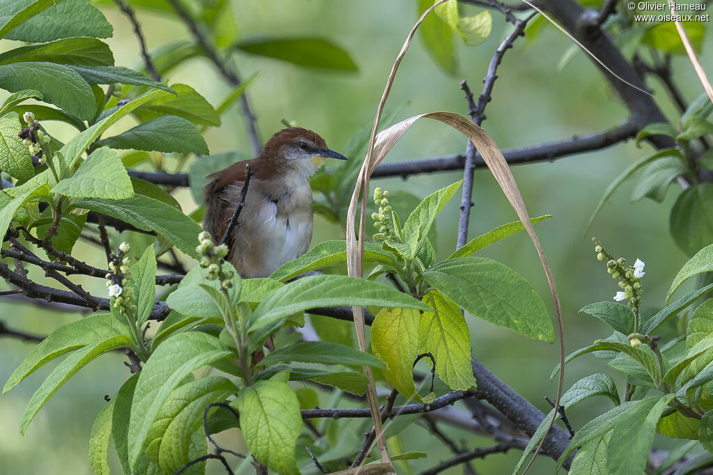 Yellow-chinned Spinetail