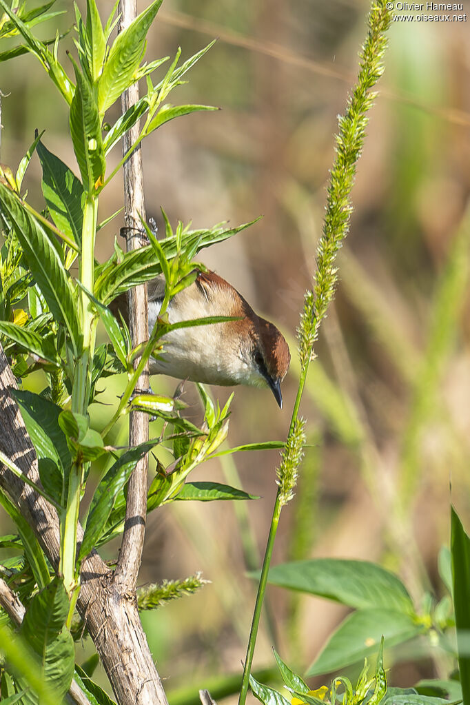 Yellow-chinned Spinetail