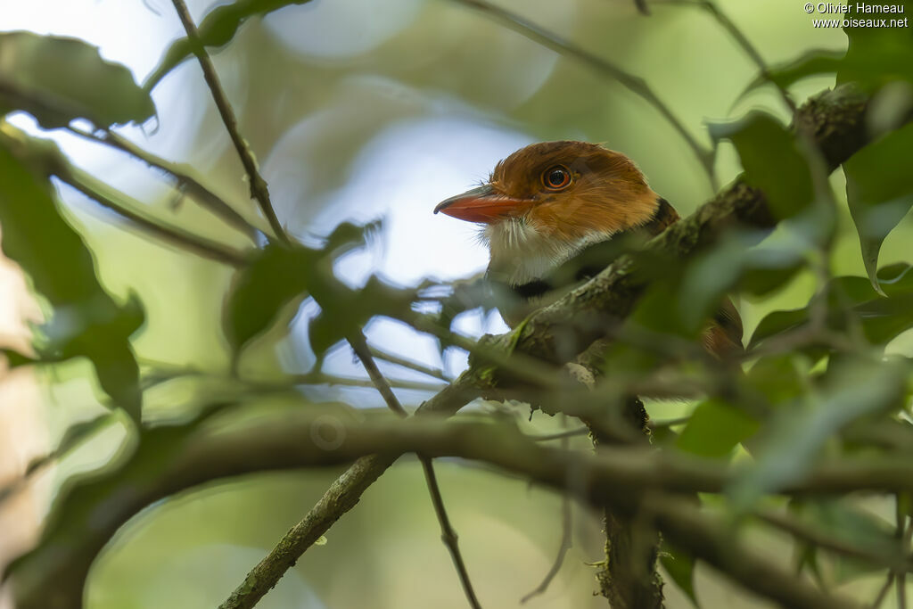 Collared Puffbird