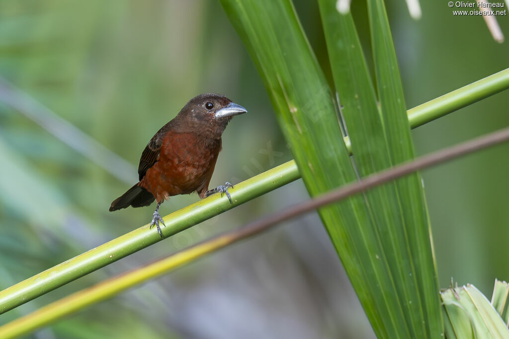 Tangara à bec d'argent