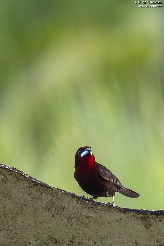 Tangara à bec d'argent