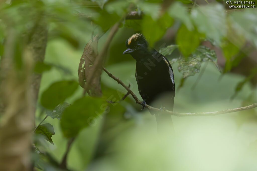 Tangara à crête fauve