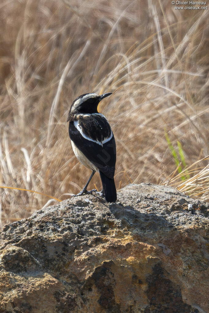 Tarier bifascié, habitat