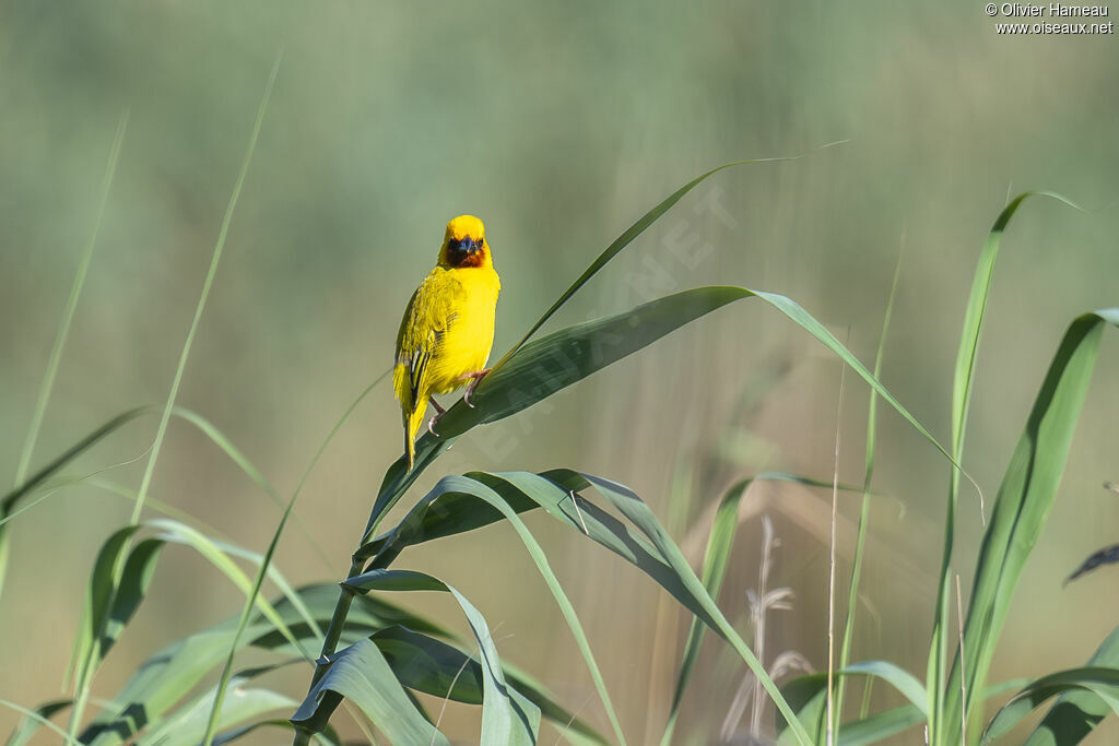 Tisserin à gorge brune