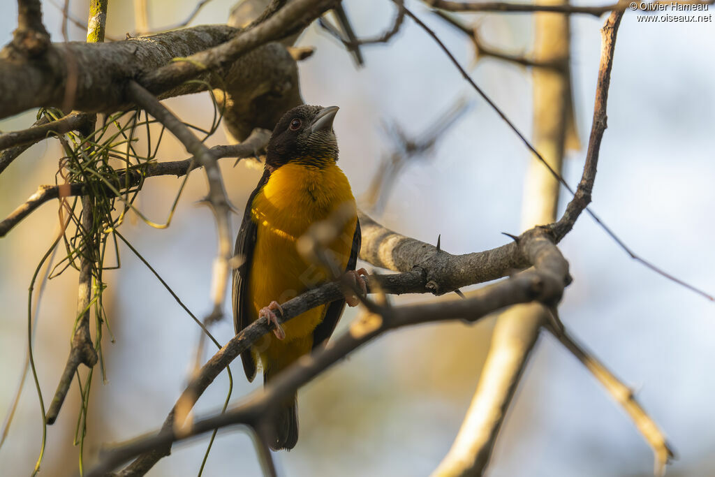 Tisserin bicolore femelle adulte, identification
