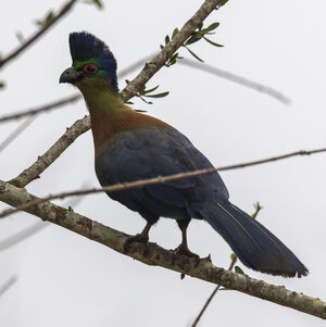 Touraco à huppe splendide