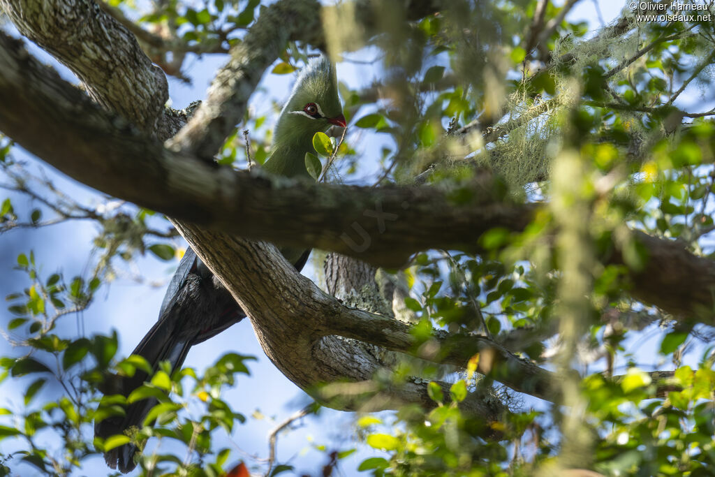 Touraco de Livingstoneadulte, identification