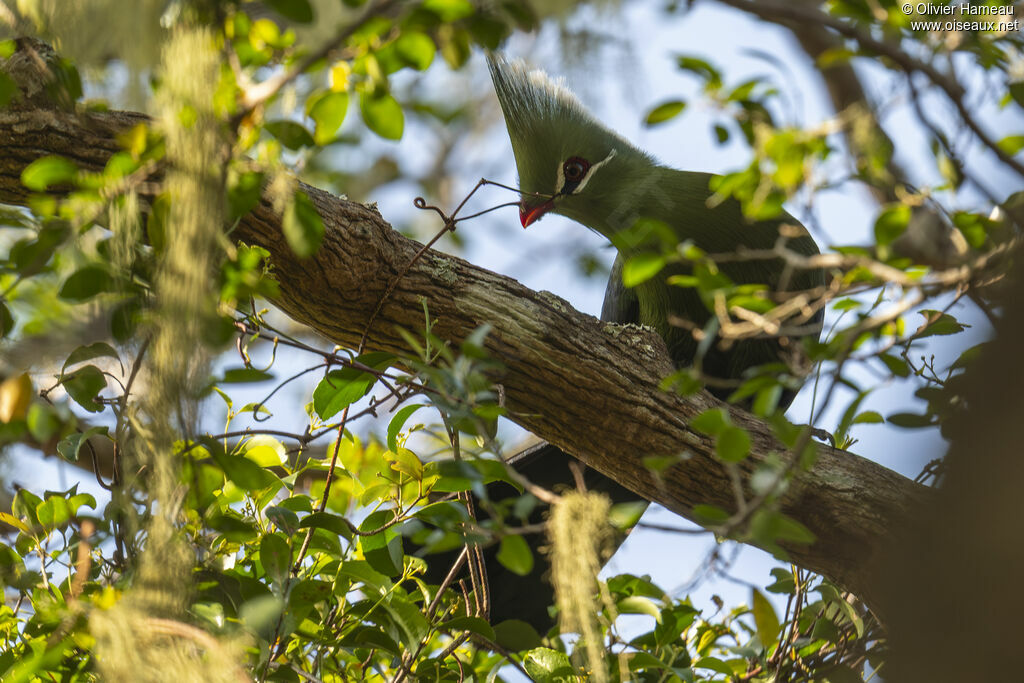 Touraco de Livingstoneadulte