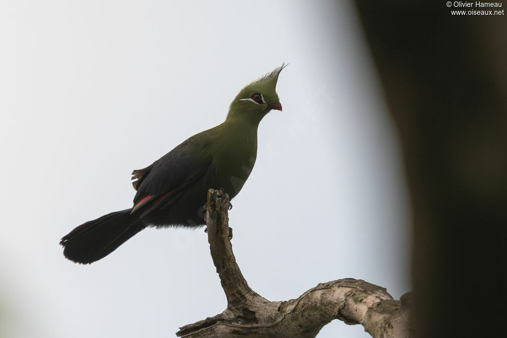 Touraco de Livingstoneadulte, identification