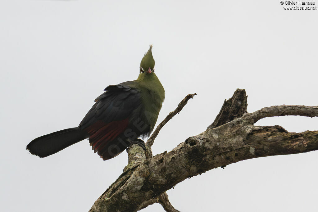 Touraco de Livingstoneadulte, identification
