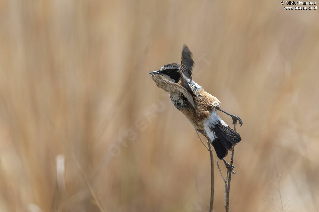 Traquet du Capadulte, identification