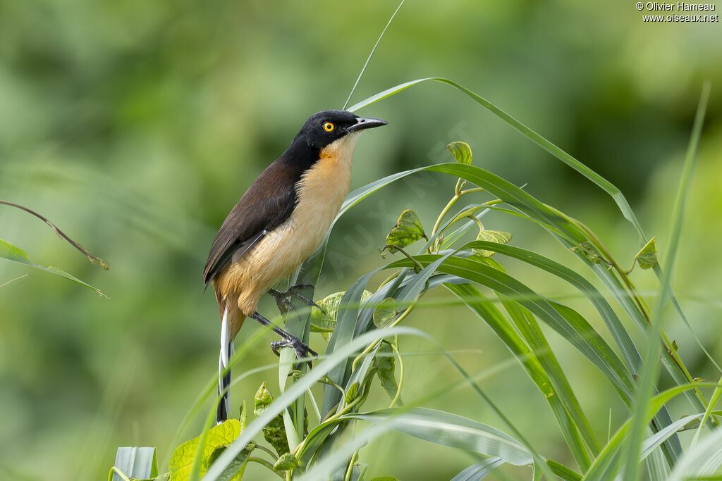 Troglodyte à miroir - Donacobe à miroir<br />