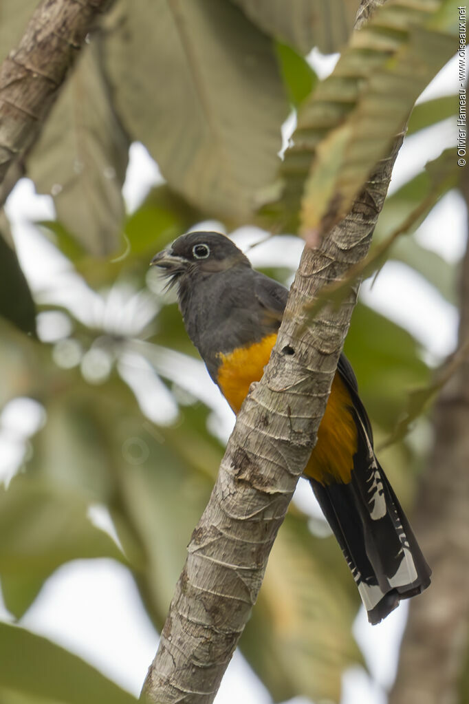 Green-backed Trogon