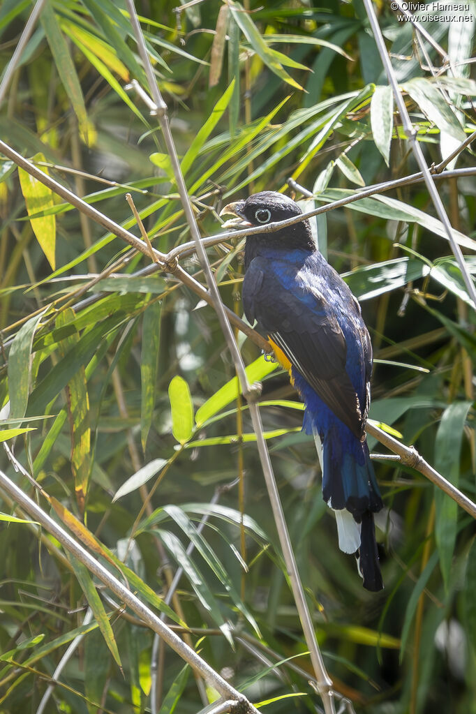 Green-backed Trogon